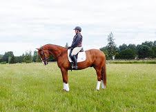 dressage horse trained to training level